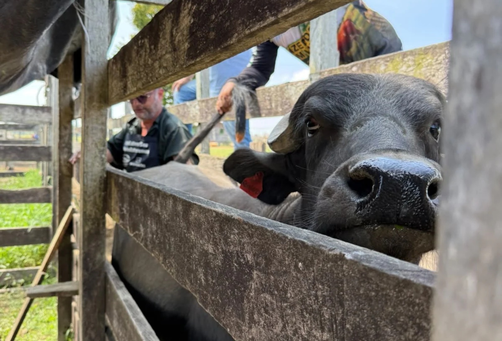Projeto usa biotecnologia em búfalos no Amazonas