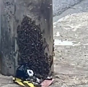 Enxame de abelhas é visto em poste na Avenida Engenheiros