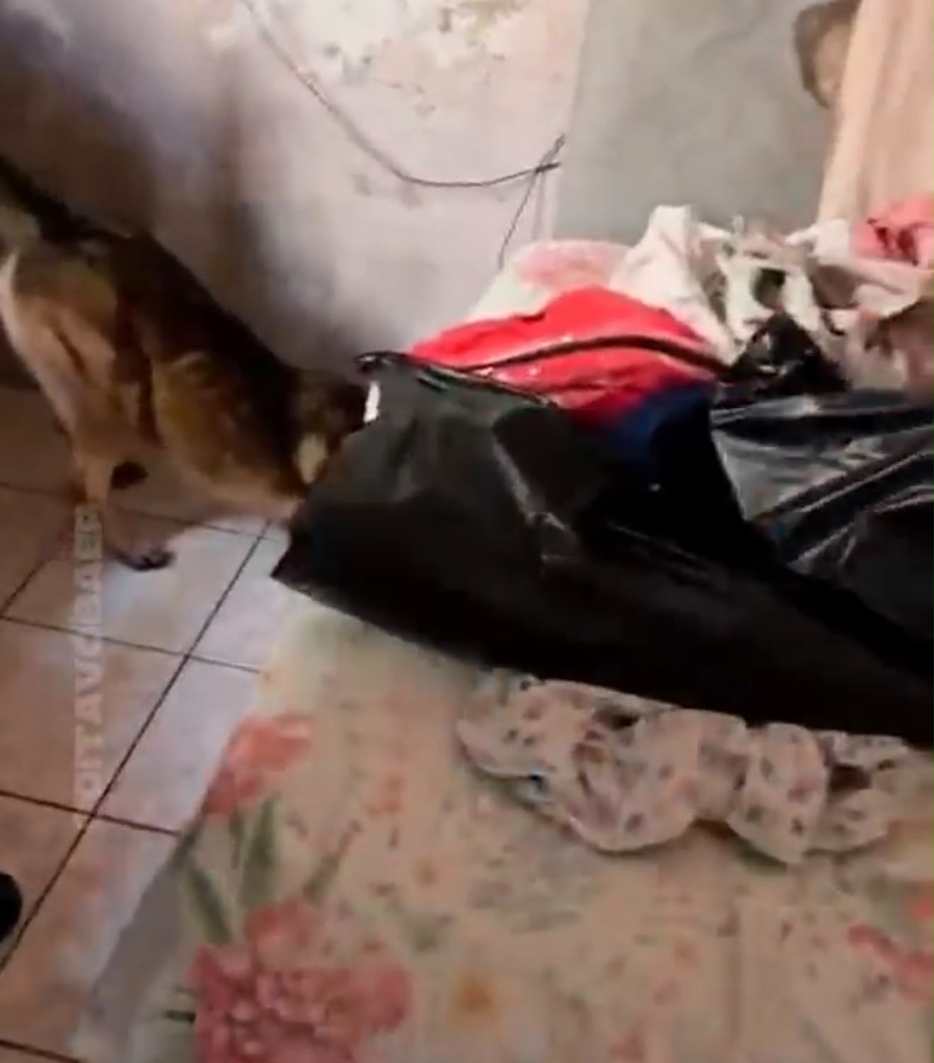 Cão farejador encontra cocaína e maconha em Assis