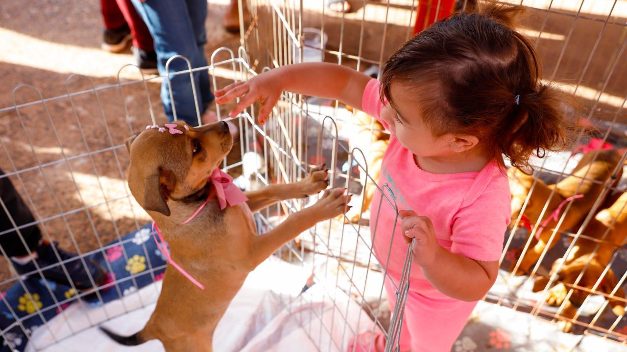 Saúde Animal em Ação terá três edições em setembro em Rio Preto