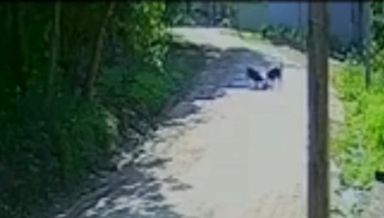 Idosa atacada por rottweilers perde orelhas e pode ter braço amputado