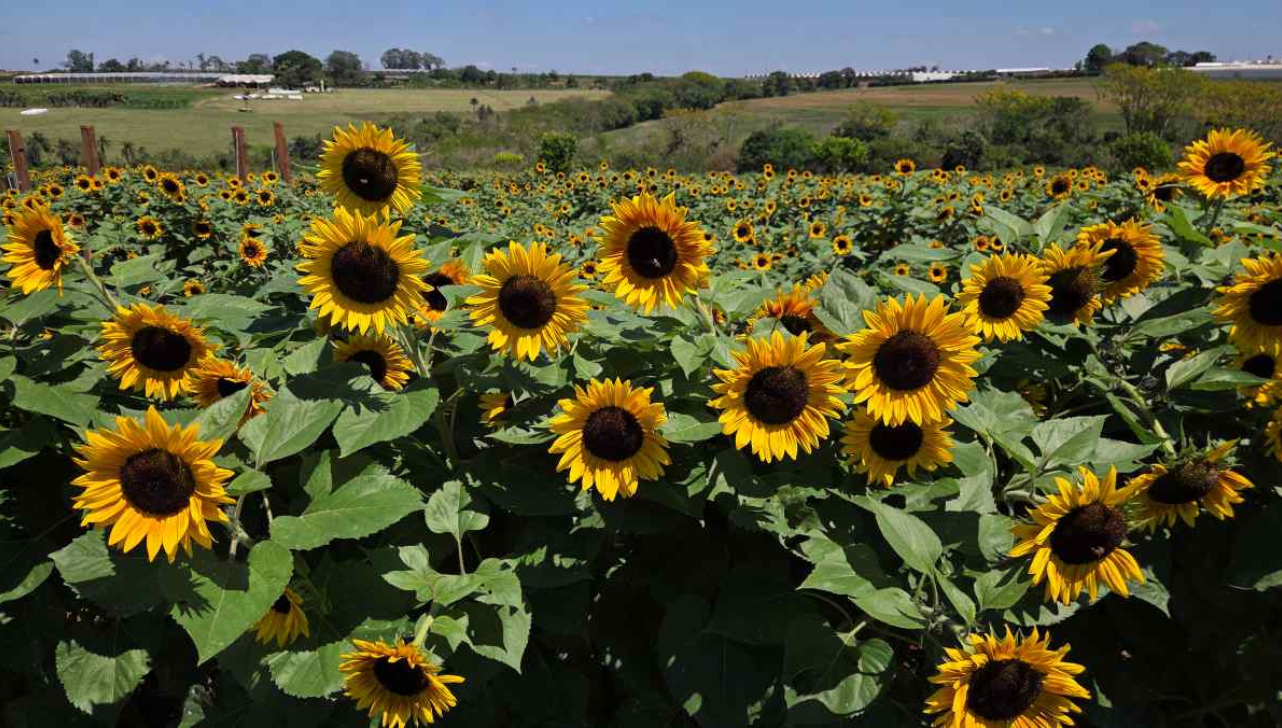 Expoflora: Magic Garden reúne 45 mil girassóis e novo jardim de rosas
