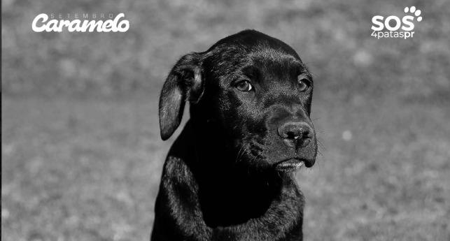 Por que atletas do Coritiba entraram em campo com cães pretos antes de jogo