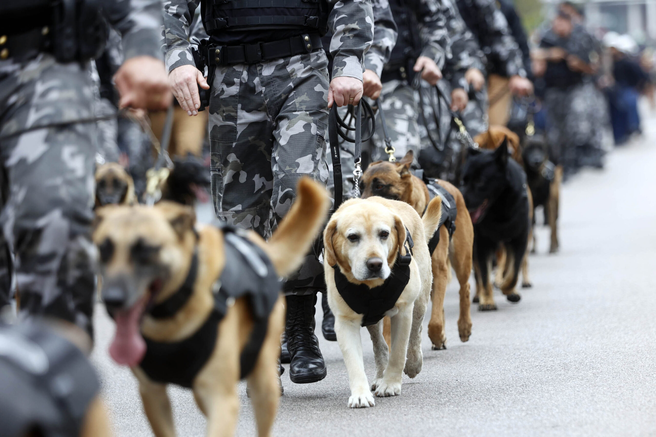 Desfile de 7 de Setembro em Curitiba: onde vai ser e quando começa