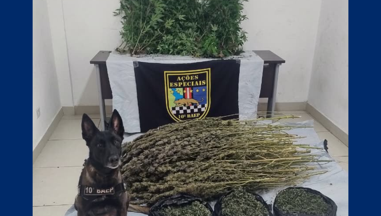 PM descobre estufa e apreende mais de 100 pés de maconha em Sumaré