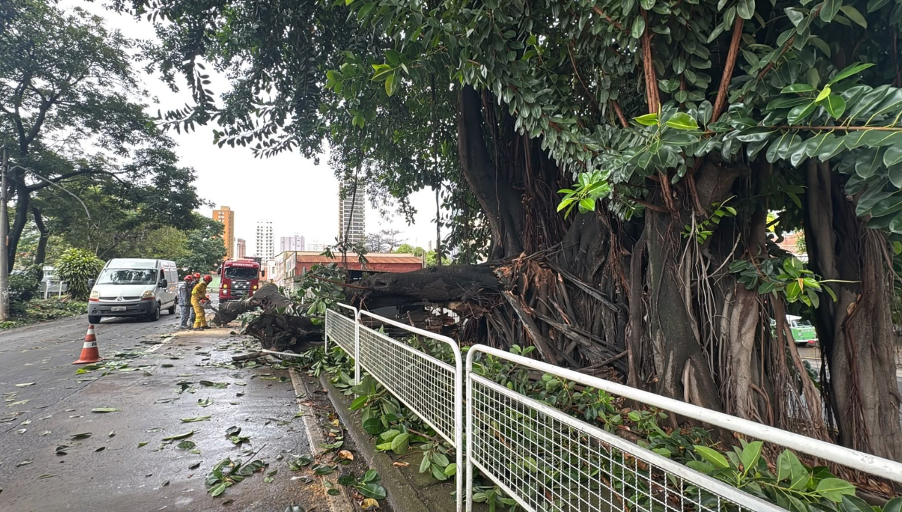 Falsa seringueira histórica cai sobre carro no Centro de Piracicaba