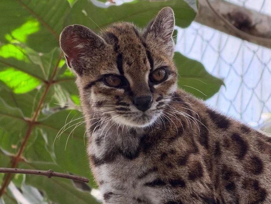 Nova espécie de felino é descoberta nas montanhas da Bolívia após um século