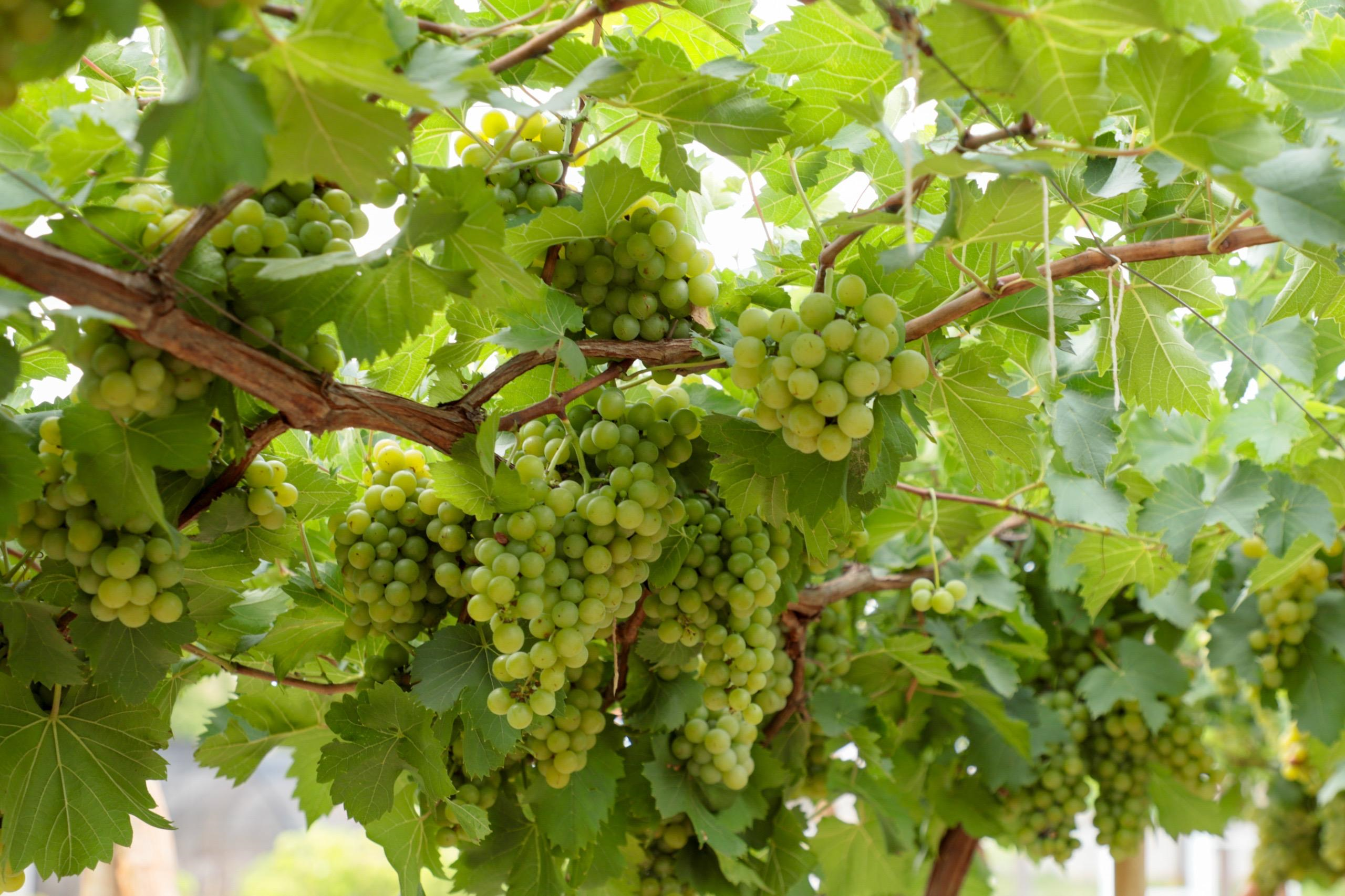 Goiás dispara na produção de vinhos e registra alta de 9,1%