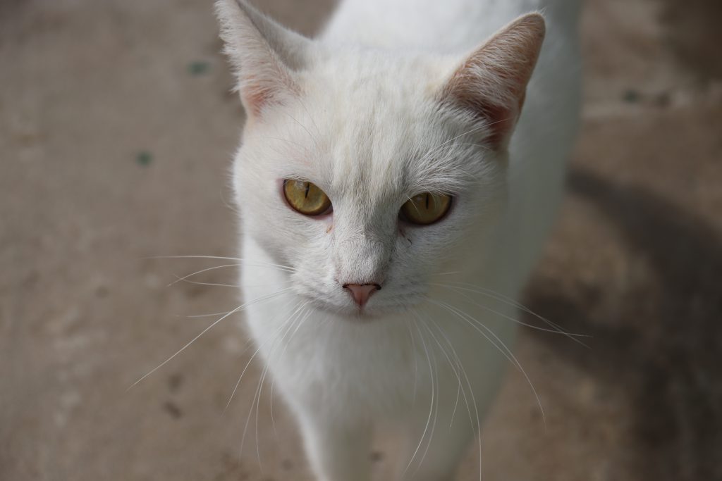 Sorocaba abre inscrições para castração gratuita de cães e gatos em outubro