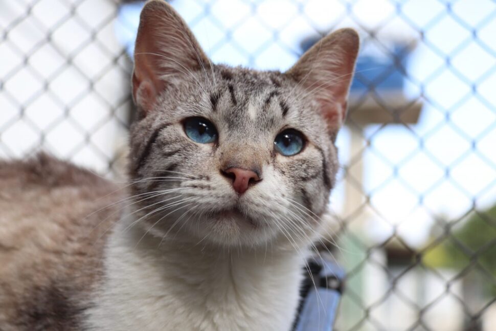 Sorocaba tem atendimento veterinário gratuito no Jardim São Guilherme