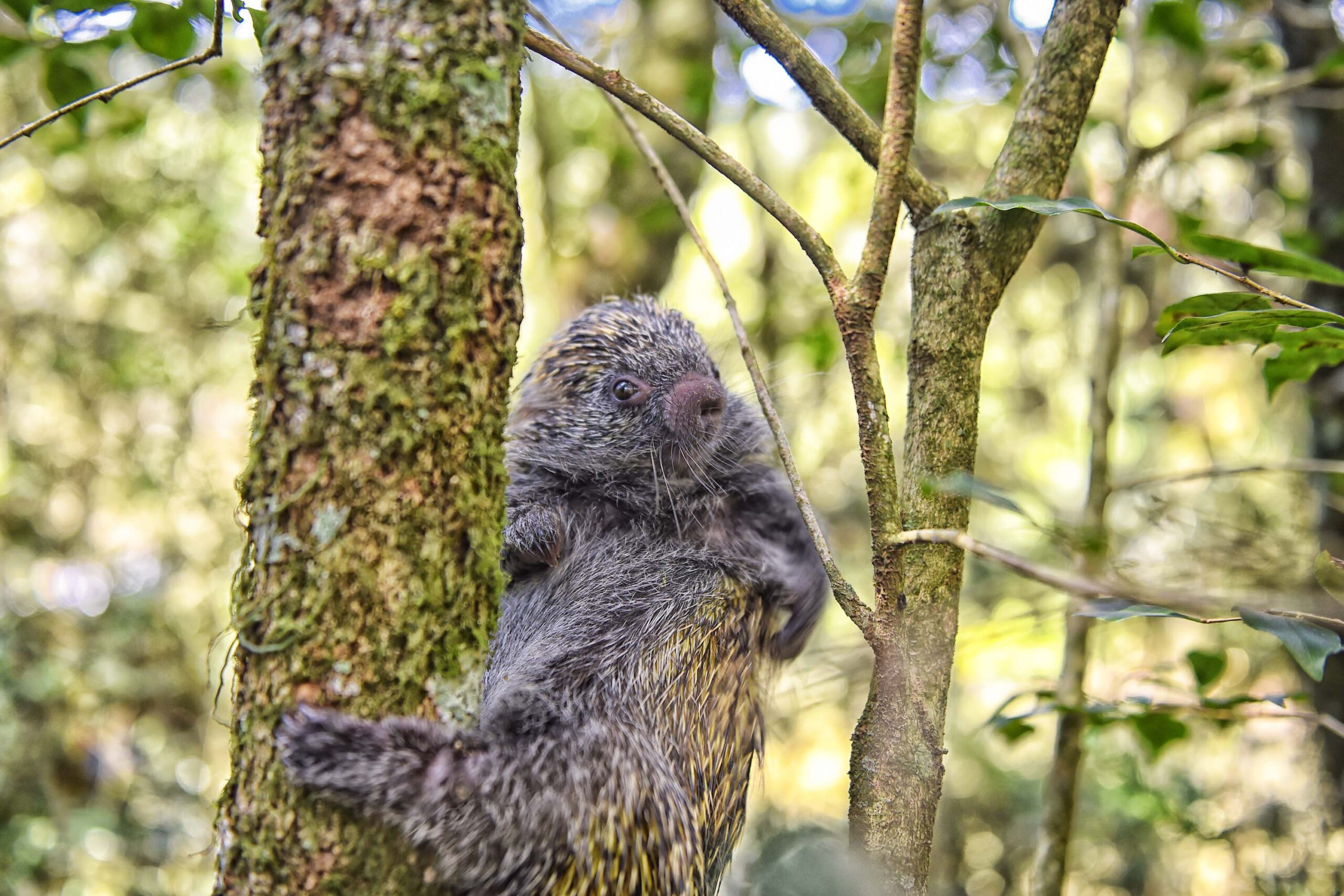 Primavera aumenta circulação de animais silvestres no Paraná; veja cuidados