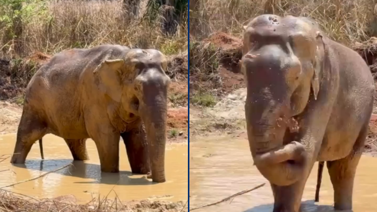 Após deixar Sorocaba, elefante Sandro explora lagoa em santuário