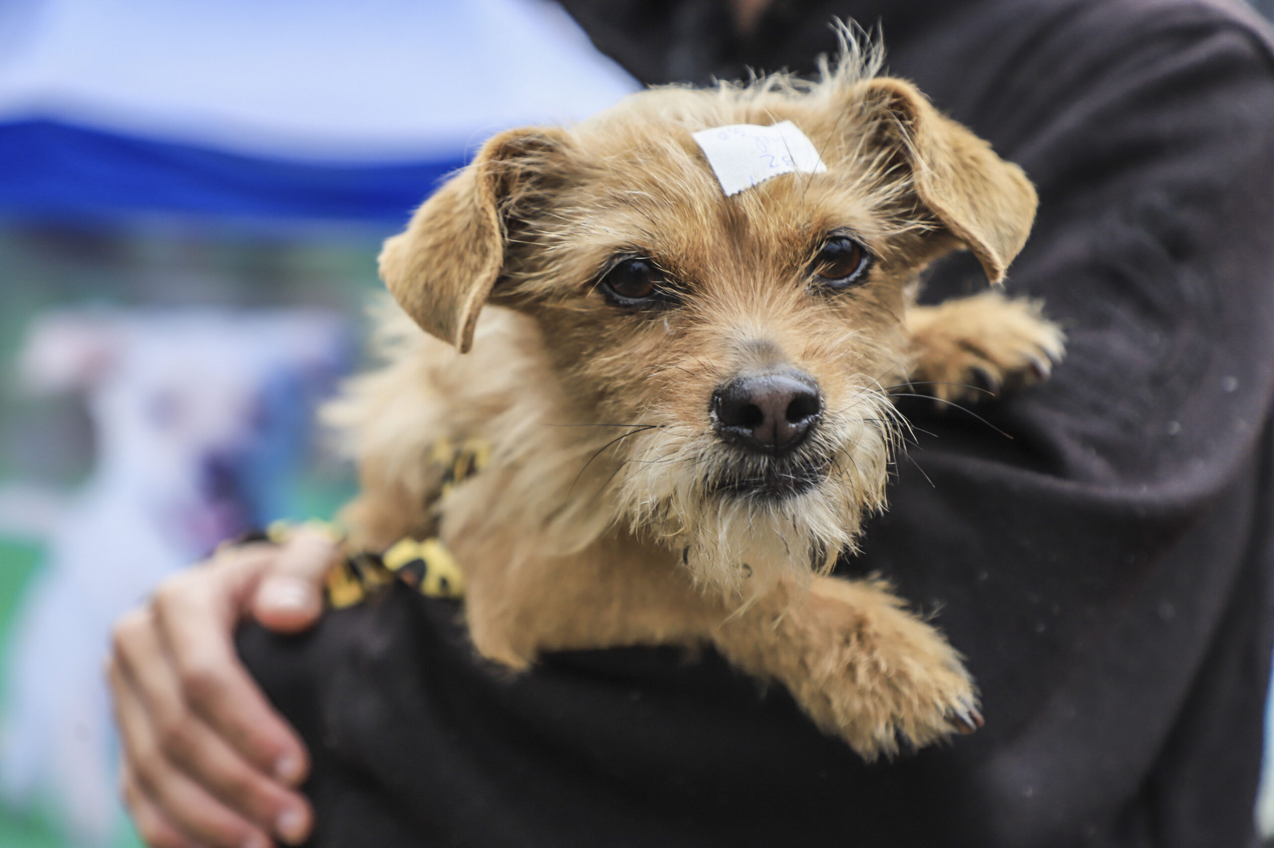 Curitiba oferece mais de 5 mil vagas para castração gratuita de cães e gatos