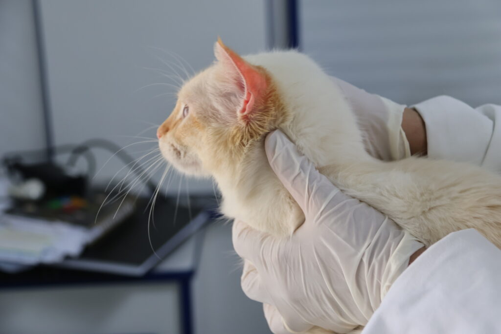 Sorocaba: Consultório Veterinário Móvel atende no Central Parque