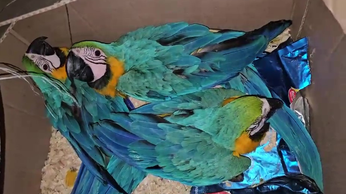 Tráfico de animais: três araras-canindé são apreendidas em Ubatuba