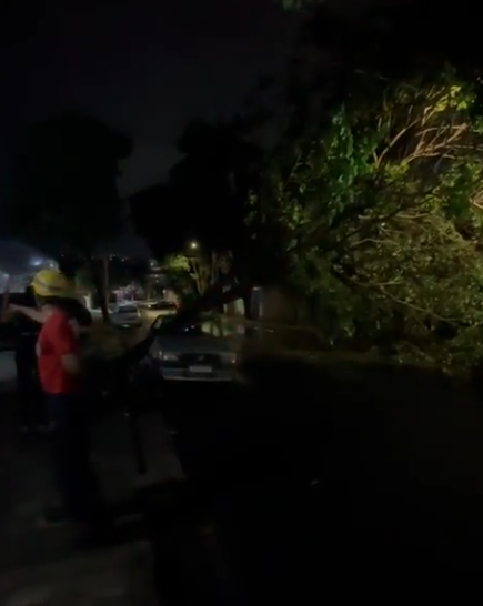 Árvores caem durante fortes chuvas em BH, atingem carros e cabos de energia