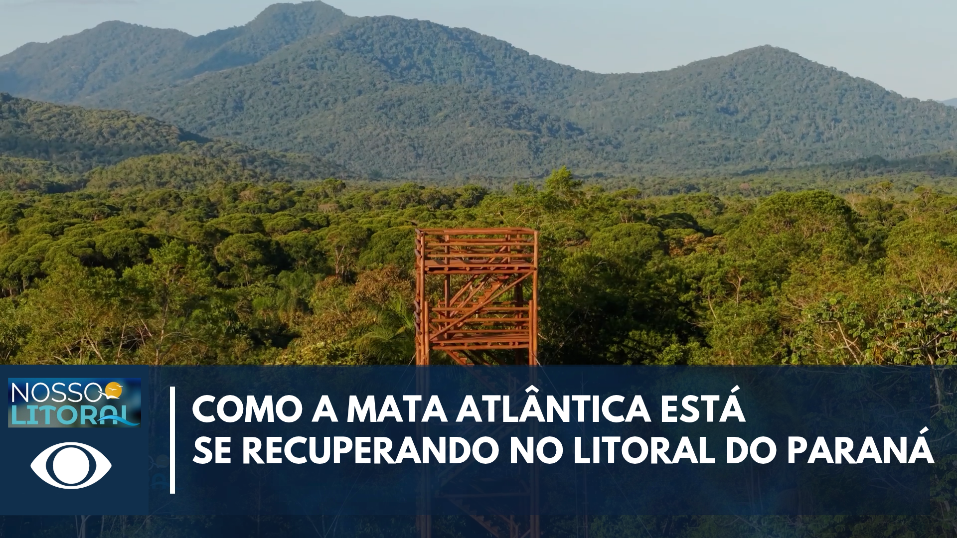 Como a Mata Atlântica renasce no litoral do Paraná