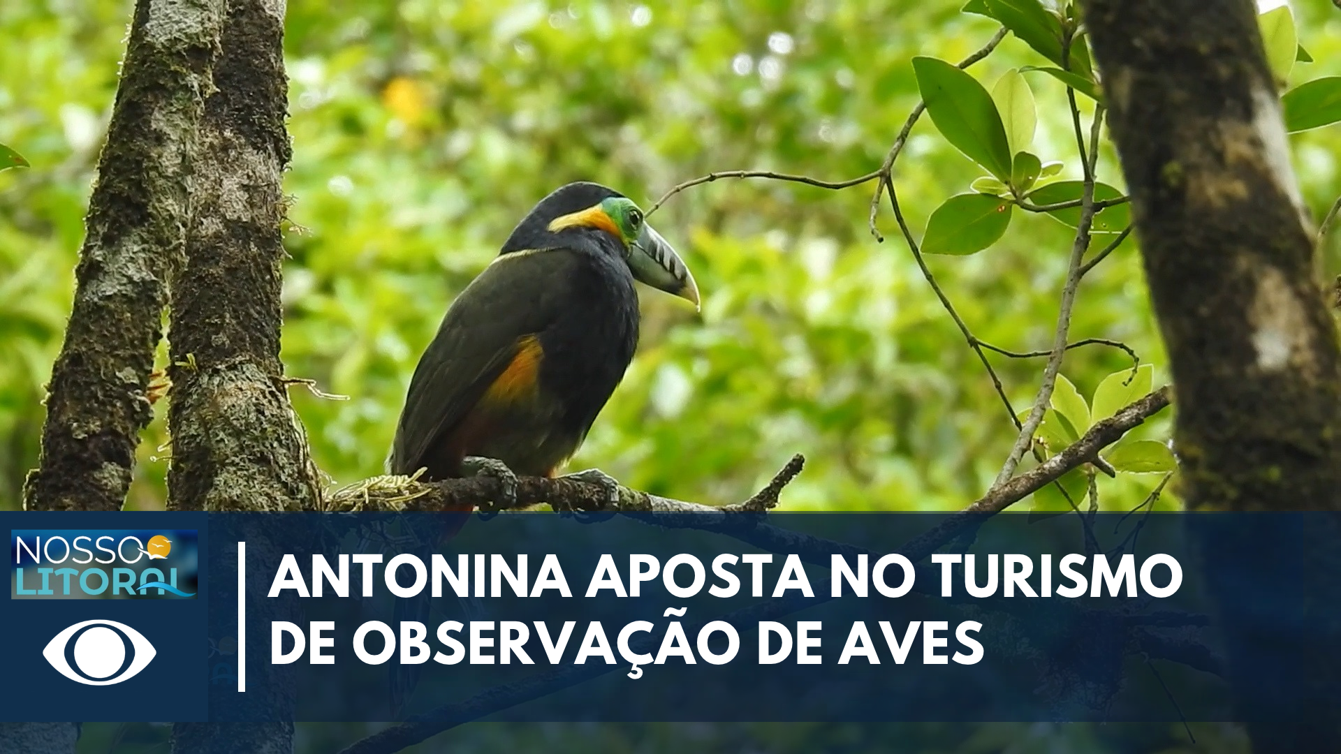 Observação de aves impulsiona ecoturismo em Antonina, no litoral do PR