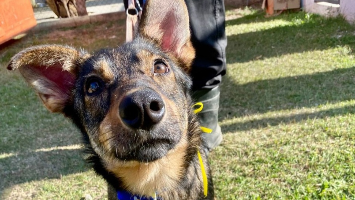 São José dos Campos realiza feira de adoção de cães neste sábado (24)