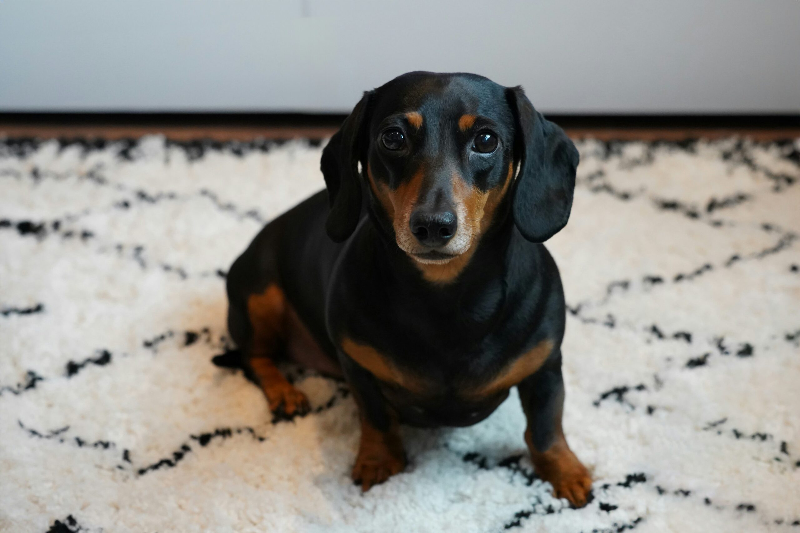 Cachorro-salsicha miniatura chama atenção pelo tamanho e personalidade