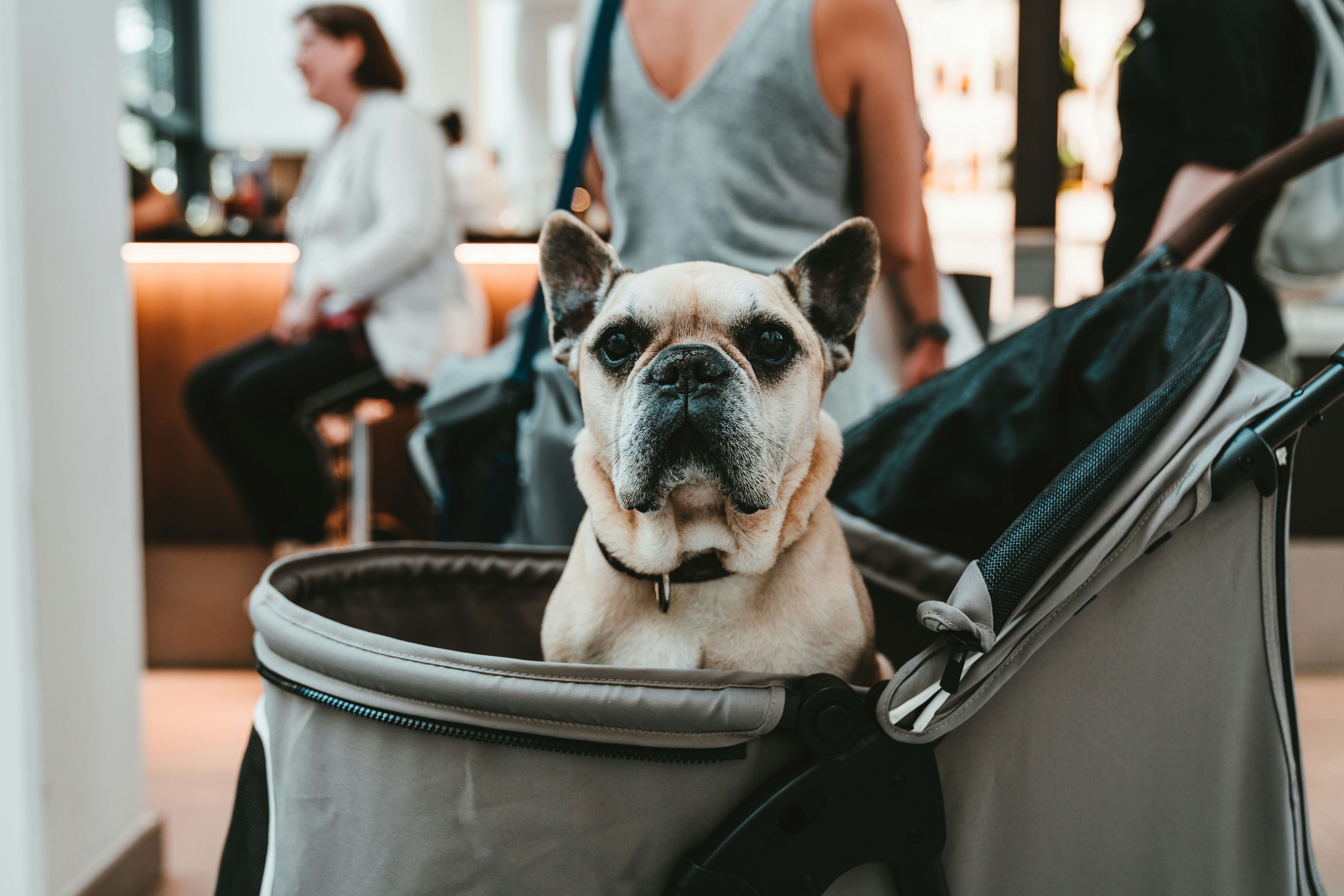 Carrinho para cachorro pode facilitar passeios com pets idosos