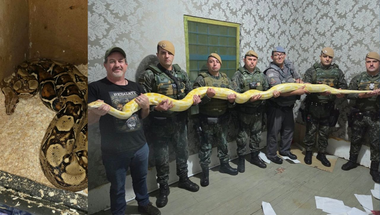 Serpentes em situação de maus-tratos são resgatadas em Tatuí