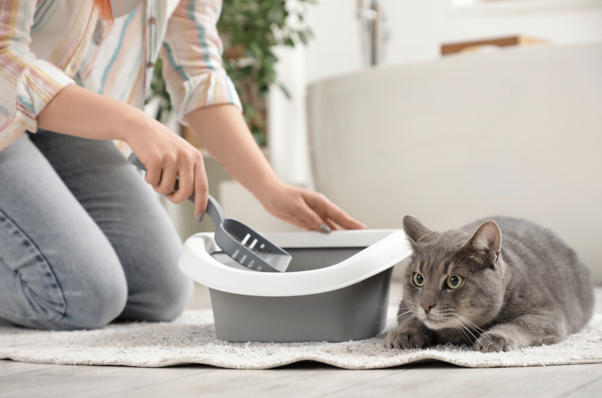 Como reduzir o cheiro da caixa de areia dos gatos em casa