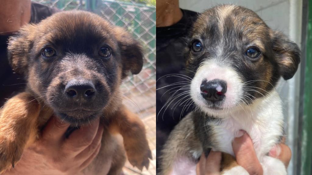 Taubaté realiza feira de adoção de cães nesta sexta-feira (23)
