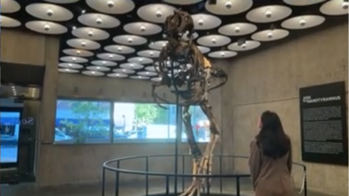 Fóssil de dinossauro é leiloado por US$ 47 milhões nos EUA