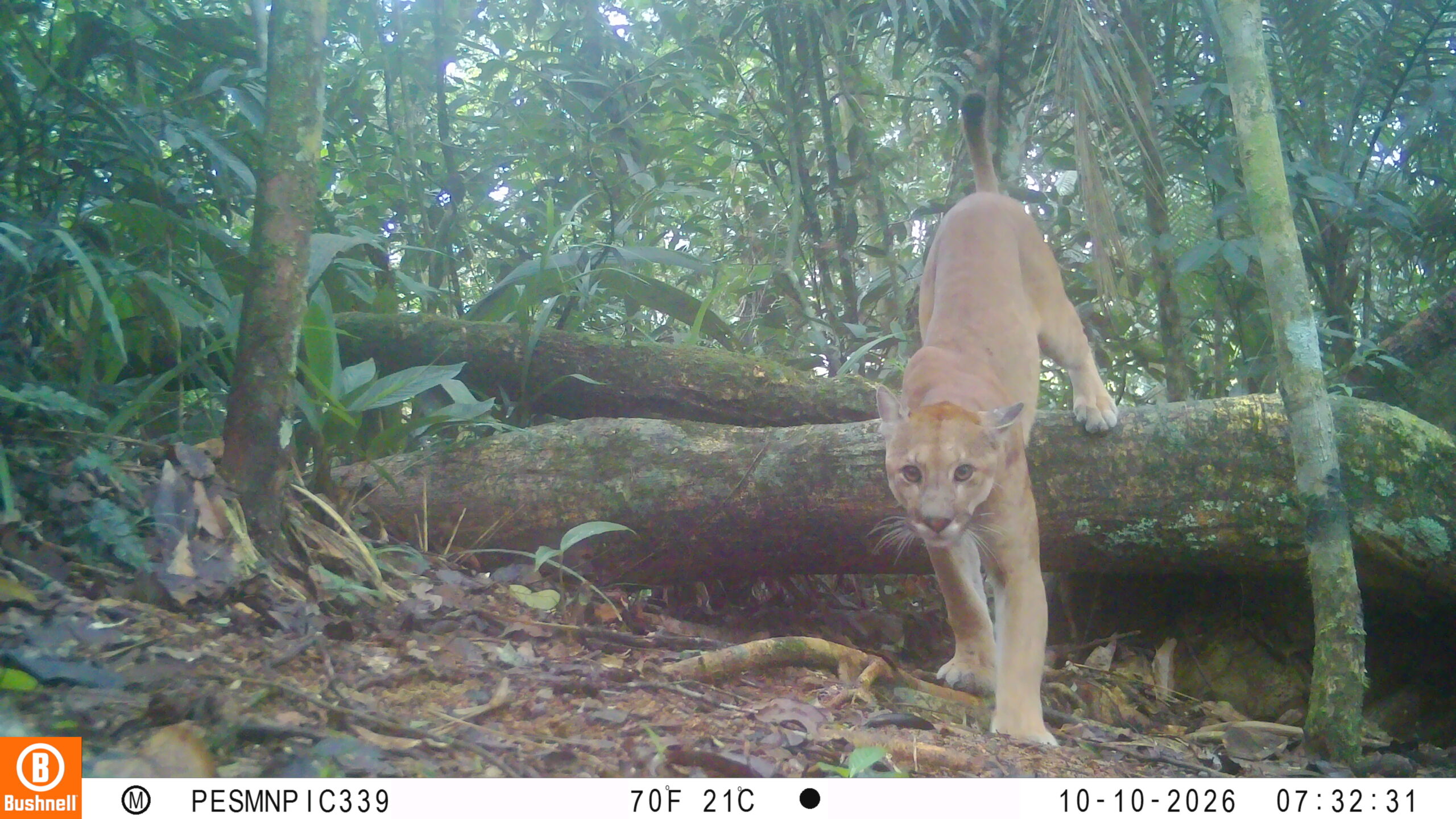 Mata Atlântica: Parque Serra do Mar divulga fotos de animais silvestres