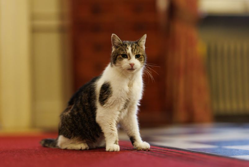 Larry, o gato oficial de Downing Street, passa por cirurgia e se recupera bem