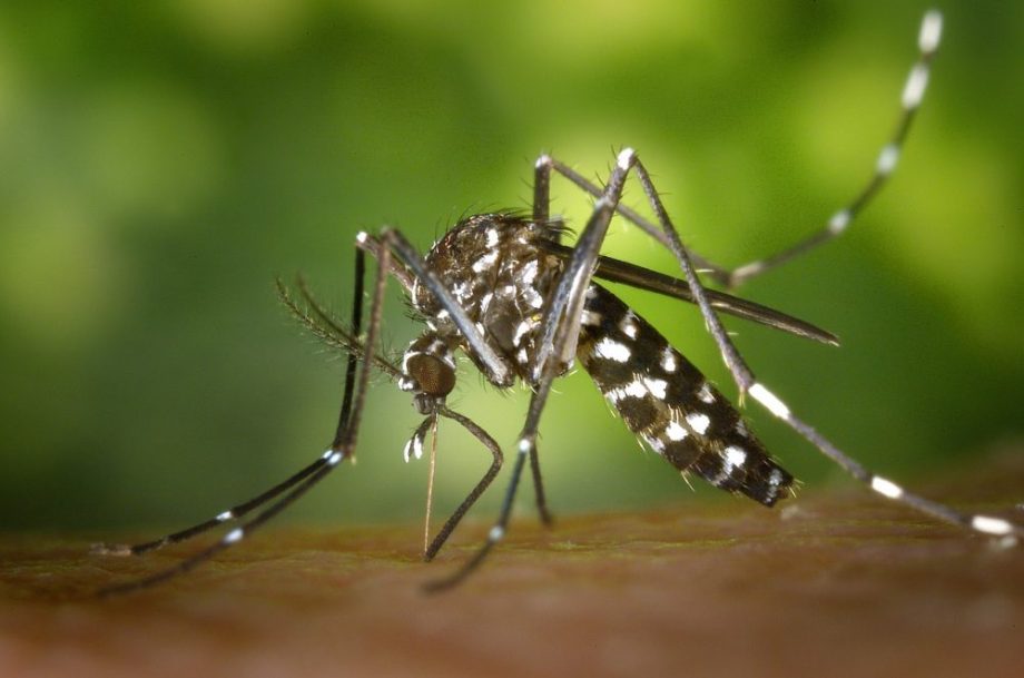 Estudo sobre dengue na América do Sul revela quem tem mais risco de morte