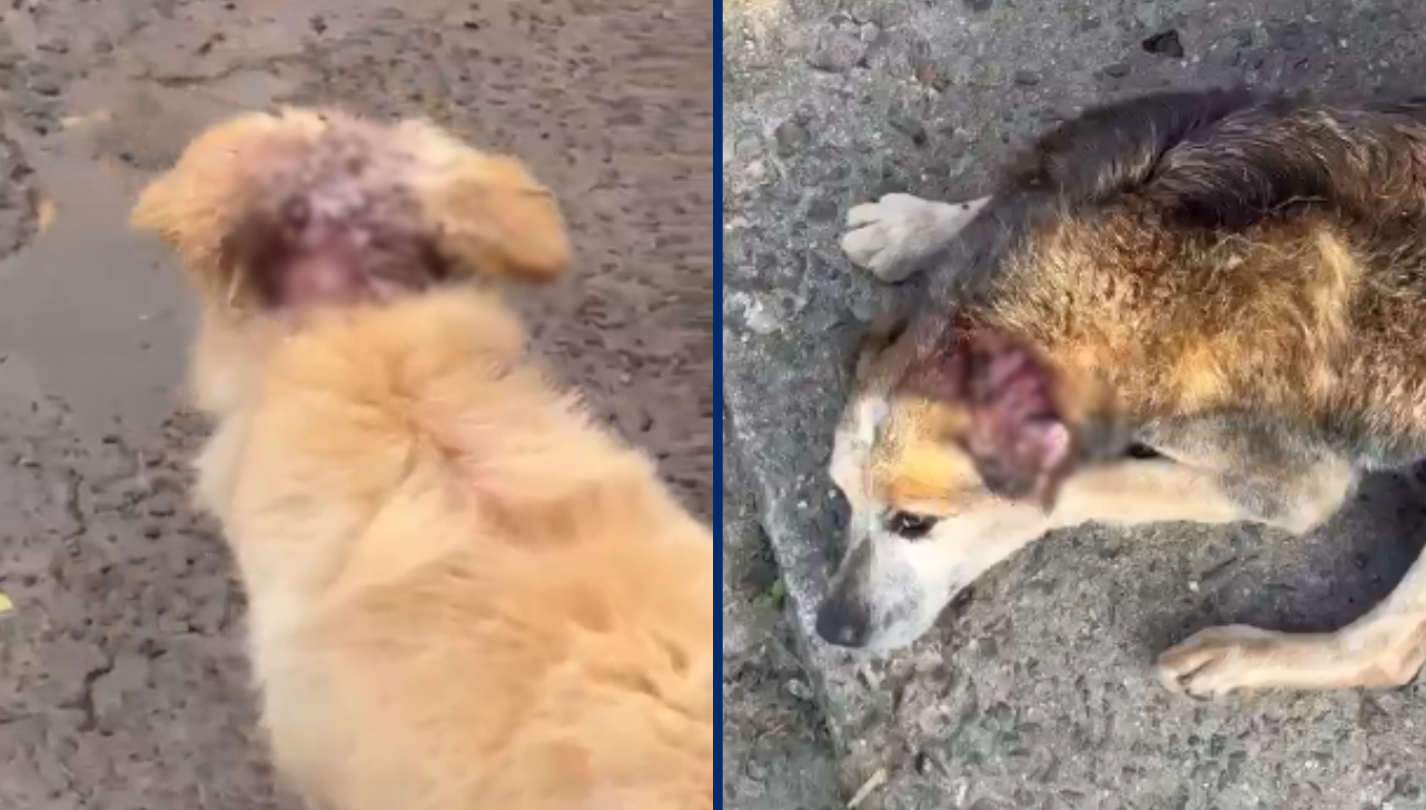 Polícia Civil prende mulher por maus-tratos a dois cães em Capivari