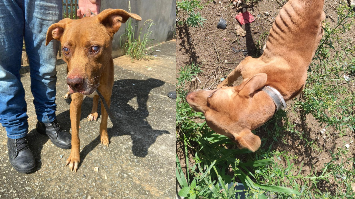 Mulher é presa por maus-tratos a cachorro em Pindamonhangaba