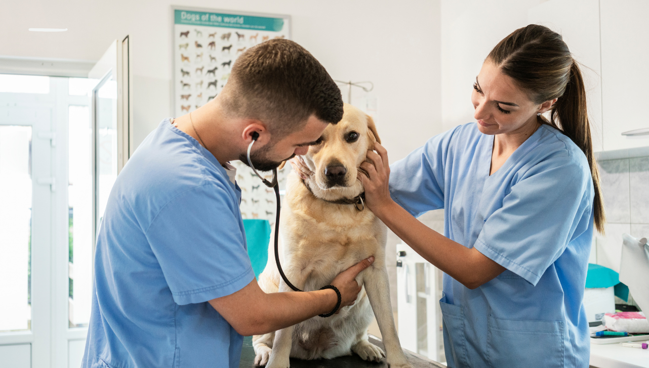 Faculdade realiza simpósio gratuito e lança pós em Osteopatia Veterinária