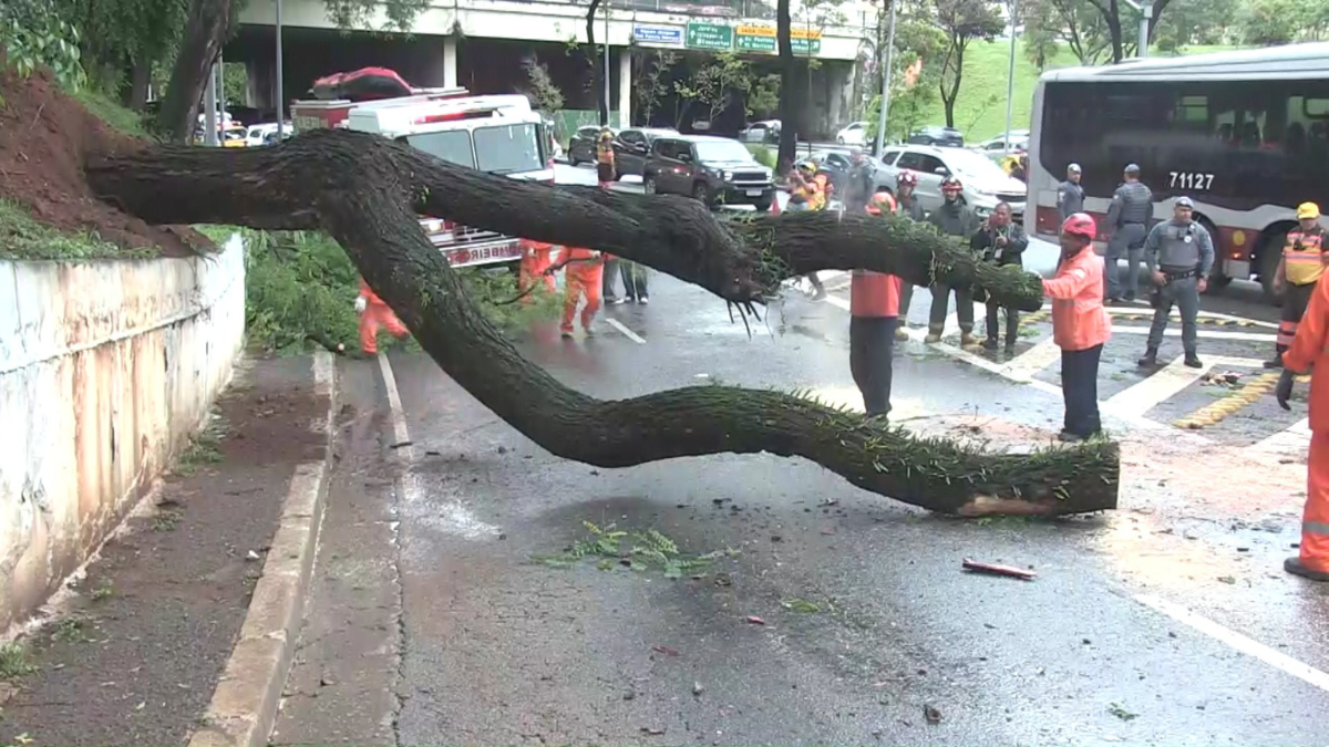Árvore cai sobre carro e bloqueia acesso da Avenida 23 de Maio, em SP