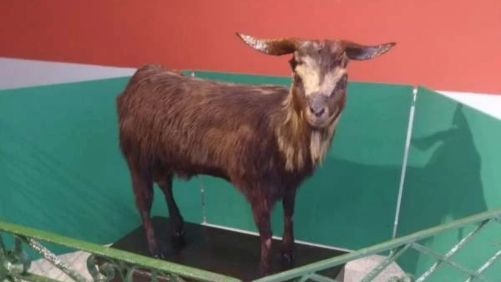 Bode Ioiô foi empalhado e ganhou um museu com seu nome no CE