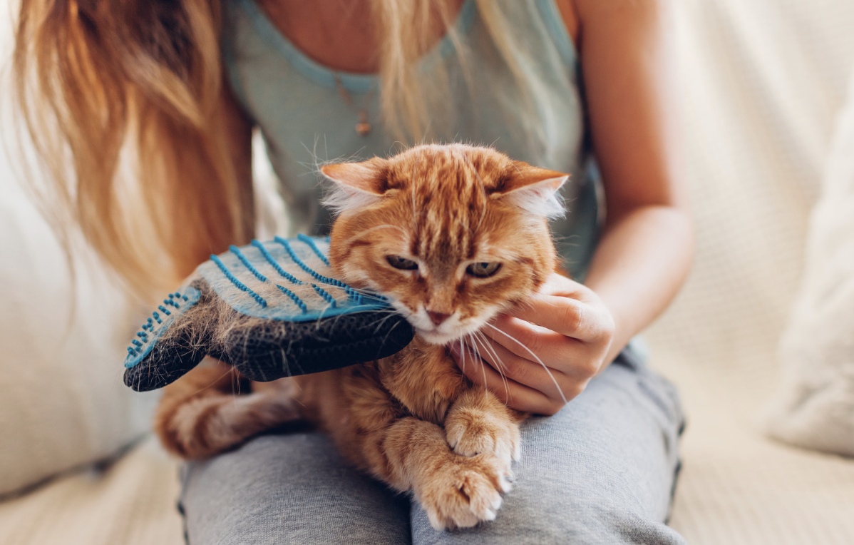 Pelos de animais pela casa podem ser controlados com truque simples