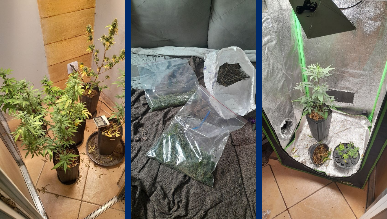 GCM descobre estufa de maconha durante perseguição em Rio Claro