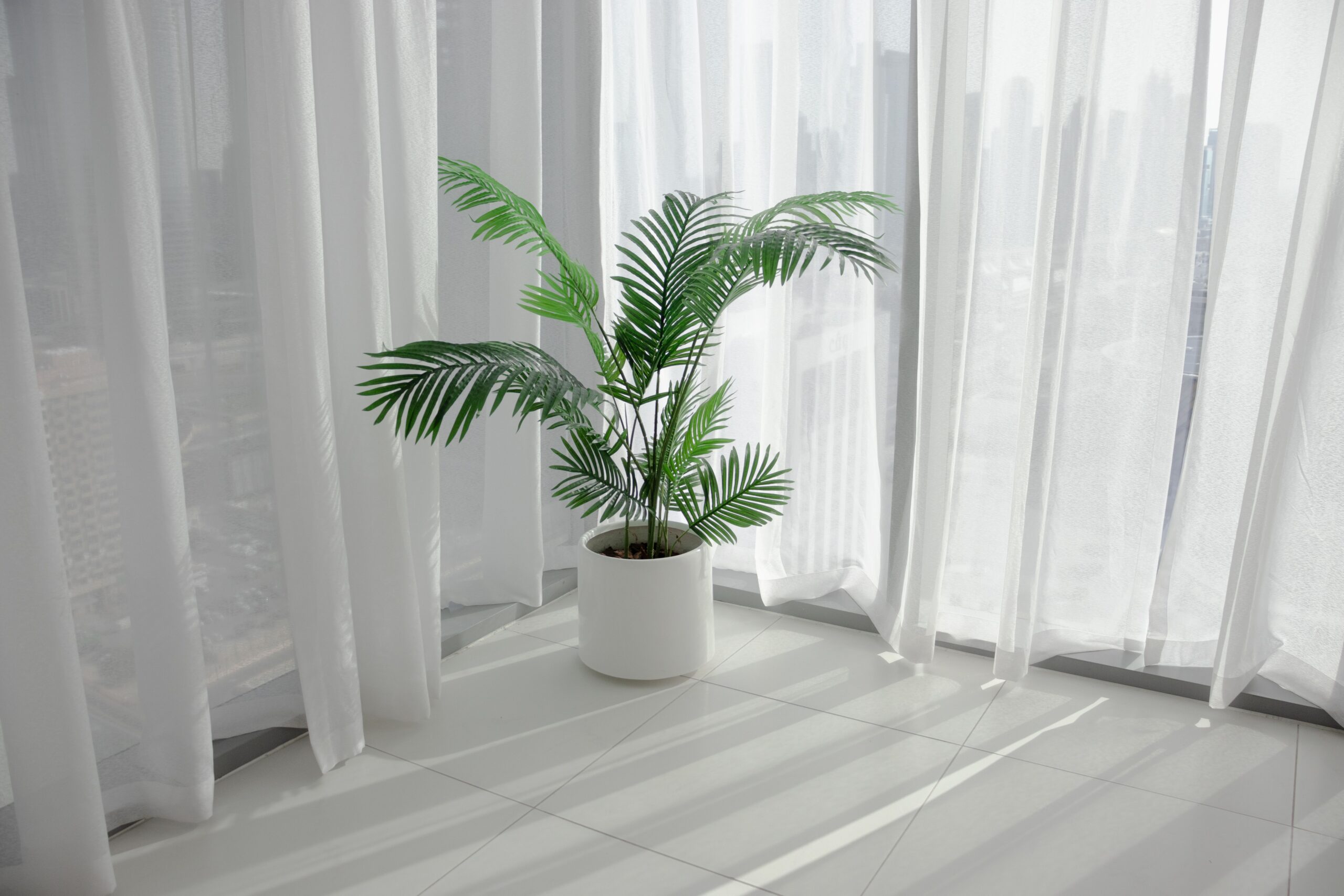 Plantas seguras para gatos ajudam a decorar a casa sem riscos