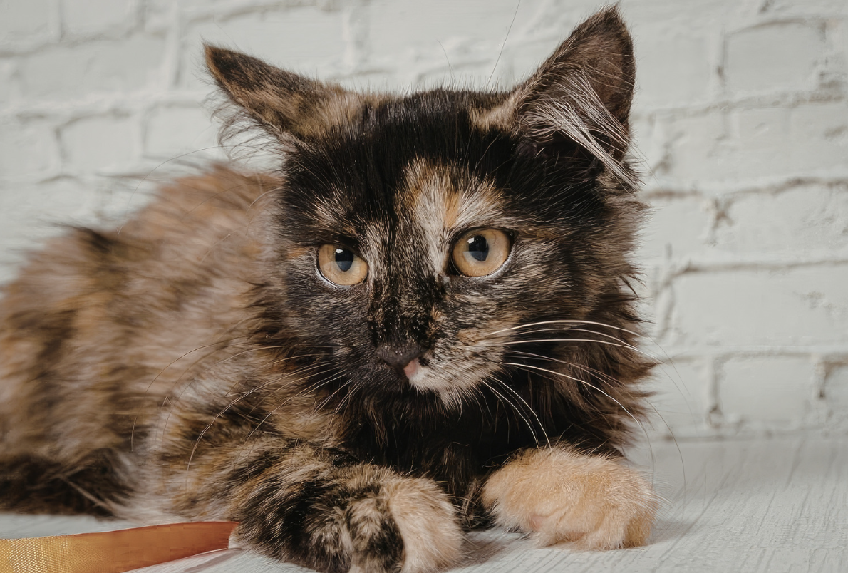 Por que o gato escaminha tem pelos pretos e alaranjados?