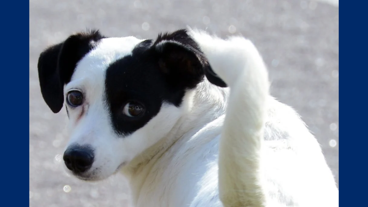 Sorocaba abre inscrições para castração gratuita de cães e gatos em novembro