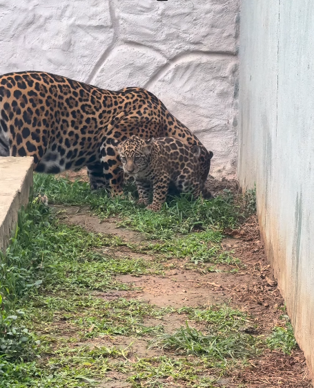 Casa de acolhimento de animais selvagens pede ajuda após falta de energia