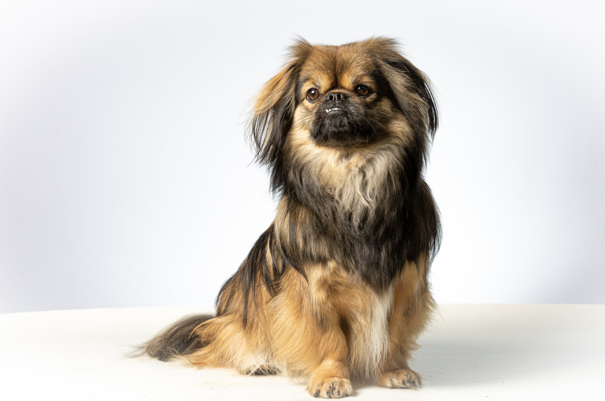 Raças de cachorros que vivem mais revelam diferenças de longevidade