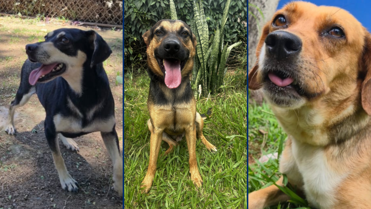 Feira de adoção disponibiliza cães vacinados e castrados em Sorocaba