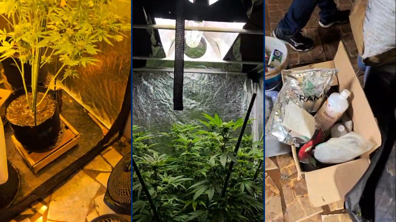Homem é preso por tráfico e cultivo de cannabis em Cerquilho