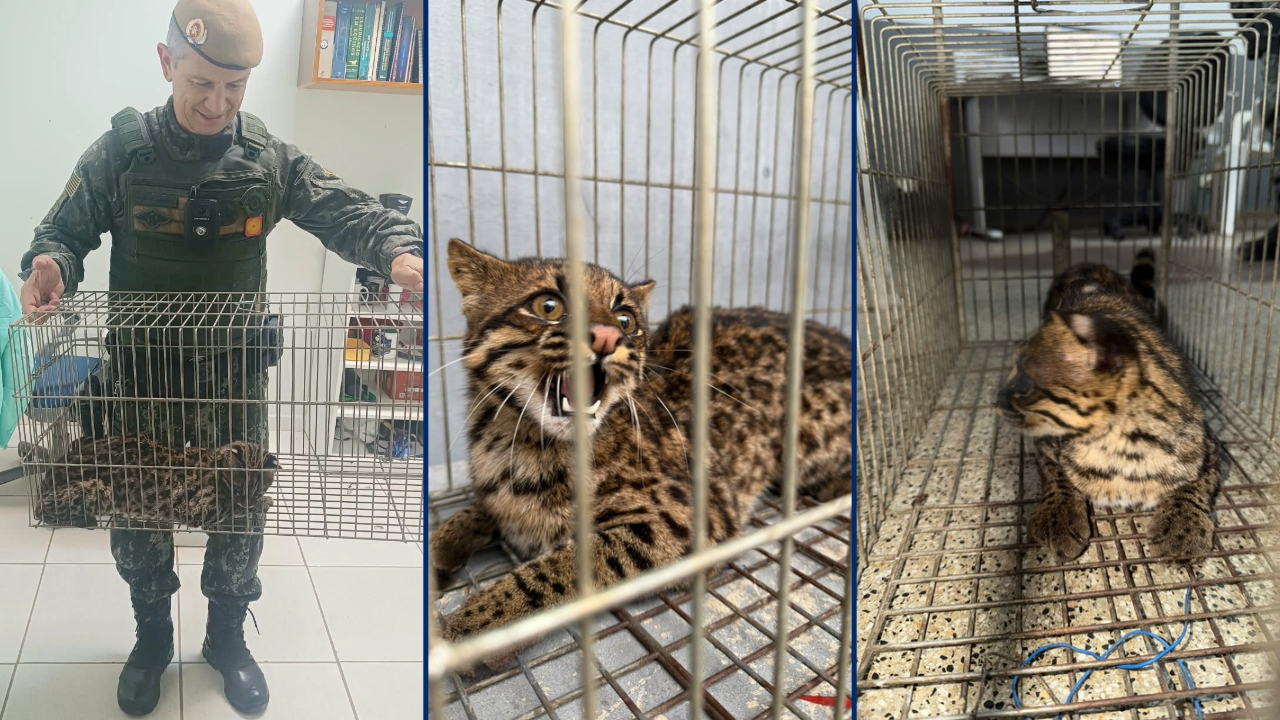 Filhote de jaguatirica é resgatado em área rural de Capão Bonito