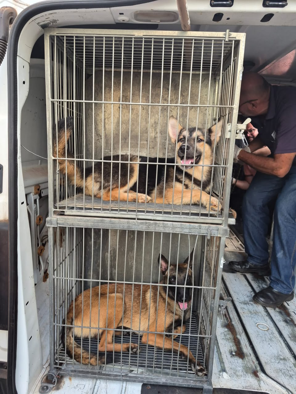 Denúncia leva ao resgate de 69 animais vivos em situação de maus-tratos