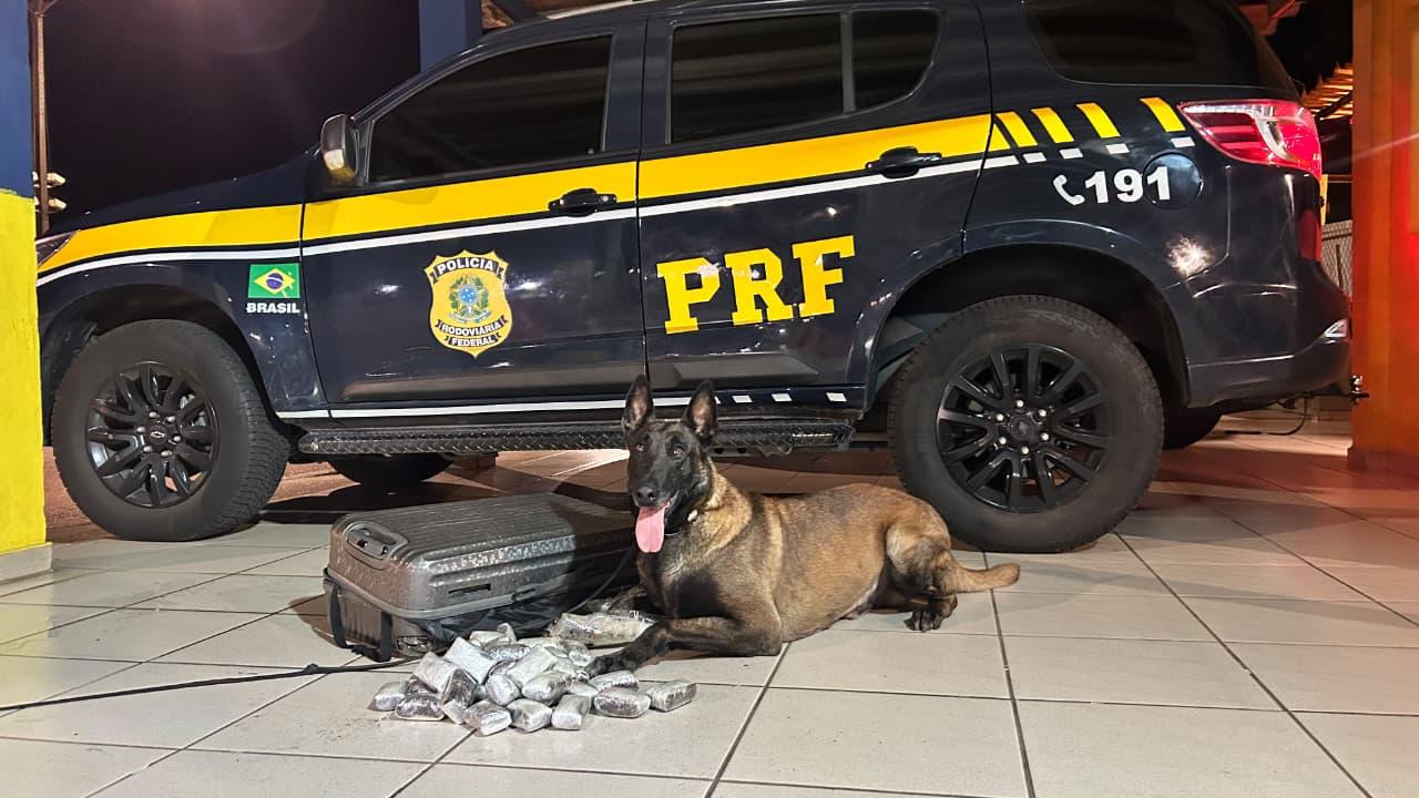 Cães da PRF encontram mais de 4 kg de drogas em fundo falso de mala na Dutra