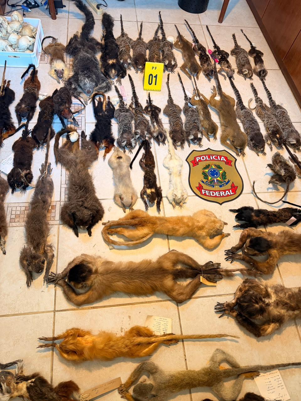 Quatro pessoas são presas por tráfico internacional de animais silvestres